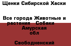 Щенки Сибирской Хаски - Все города Животные и растения » Собаки   . Амурская обл.,Свободненский р-н